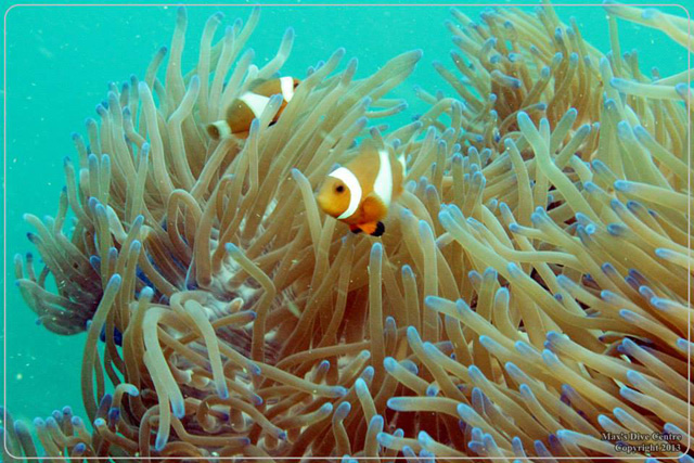 Abang Island the Wonderful Spot for Diving and Snorkeling