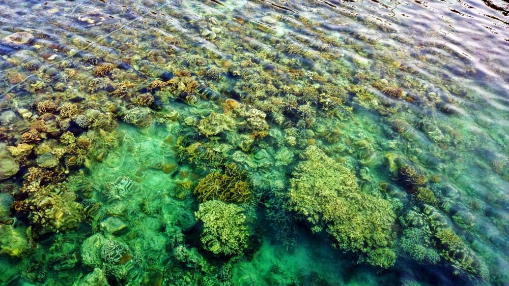 Coral Reefs from Kelong