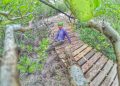 Mangrove Kampung Terih