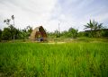 Rice fields at Agro Piknik Marina Batam